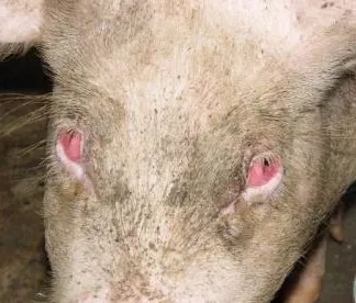 小猪眼睛肿大、发红，猪也流行“红眼病”？！