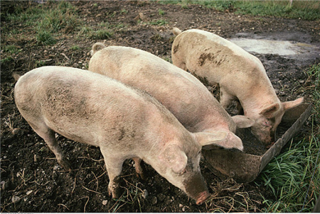 ​夏季快来临，猪场易发病你要预防好...