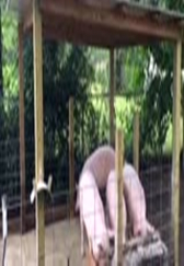 外国佬是这样养猪的，猪肉好吃很多...
