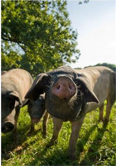 夏季母猪热应激实在划不来！注意这4点，就能减少损失
