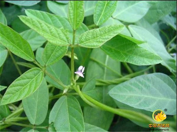 都在忙着降低养猪成本，不妨试一下这种方法？
