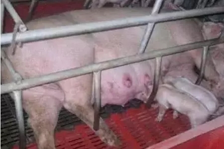 猪场母猪产仔少？这9大原因是罪魁祸首！