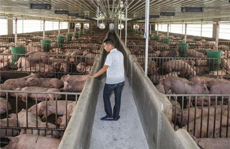 【养猪技术】引种时种猪的隔离与驯化
