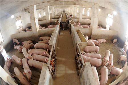 养猪有“五怕”，养猪人一定要看！