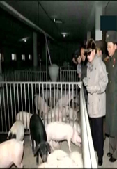 2018年国家新规定，以后养猪的农民不能再养猪了！那农民们怎么办？