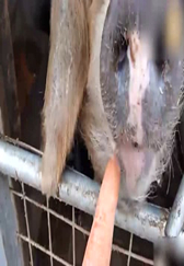 保证猪仔的健康成长，才是养猪的盈利保证