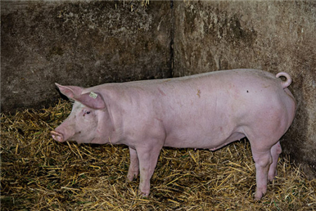 品种公猪性欲不旺的对策