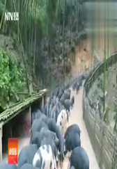 农民大哥养猪有妙招，用这个呼唤猪猪！