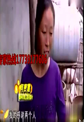 以前二大爷养猪赔钱，俺婶让他跪搓衣板