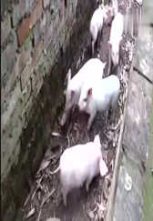 露天养猪场，二师兄的房子真宽敞...