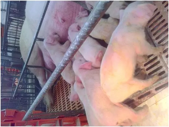 仔猪断奶腹泻真棘手，选对方法轻松解决！