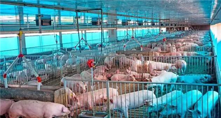 行情不好时不能一味地降低投入，提高PSY可以让每头猪少亏250.8元