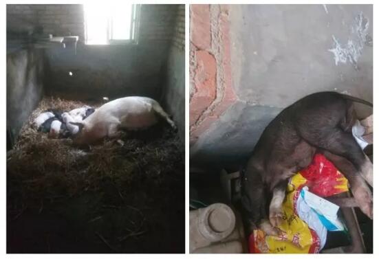 为什么仔猪看着好好的，无征兆的突然就死了？