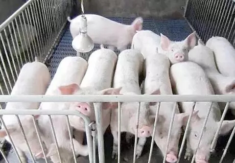 有了这五个秘诀，帮助仔猪平稳渡过断奶期，so easy！