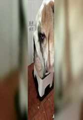 喂猪了，没错这不是狗，这真的是猪，斗牛猪