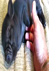 宠物小黑猪,好享受的样子。