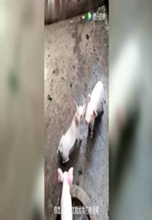 爆笑动物 猪也会组队打架。