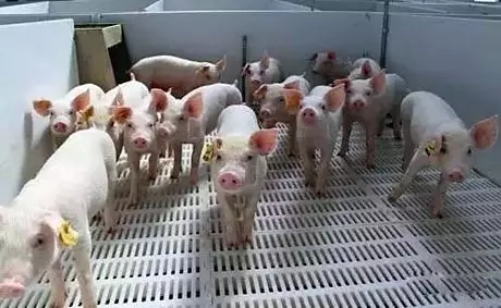 是什么原因导致猪群问题层出不穷？