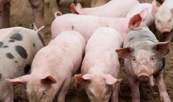 不能坐以待毙，猪价不涨，我们可以这样做！(一个老散建议)