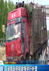 货车从高速坠落 上百头猪滚落沟中