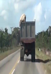 不自由毋宁死!实拍胖猪跳车寻找自由