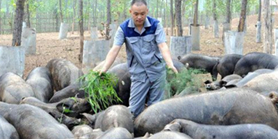 猪周期彻底混乱，小养猪场还有活路吗？