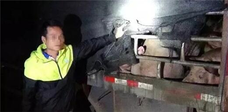 惊呆了！重庆破获近万吨走私生猪，案值超1亿元！