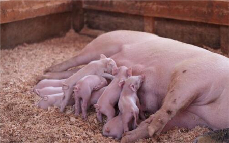五月起底上扬不可控，皮红毛亮我们不能被忽悠