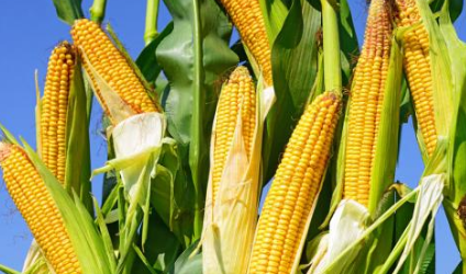 5月3-4日国家临储玉米竞价销售800万吨