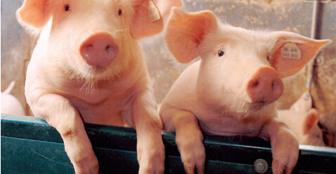 丹麦首批输华熟制猪肉产品上海口岸入境？