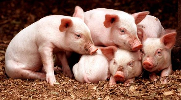 转季时节小猪倒地的原因及防治措施