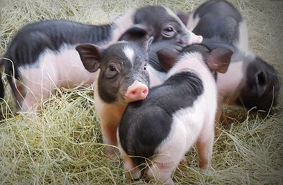 圆环，又是圆环！猪场检出率竟高达100%，到底该如何解决？