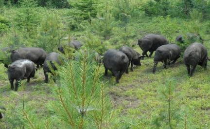 转型直销！大北农两年裁掉8000业务员，净资产收益率提高到13%
