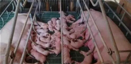 让母猪白天产仔 提高仔猪成活率