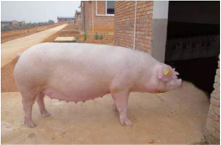 母猪分娩前后的饲养管理