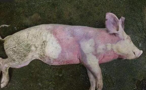 超实用！猪肺疫、猪丹毒、猪瘟的鉴别诊断...