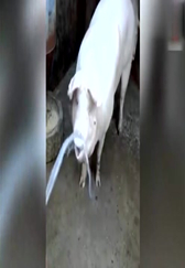 40℃的猪场，是要这样给猪喝水的！！