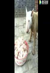 你们都别笑，我只是长得像猪，其实我是条狗。