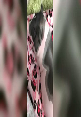 这头宠物猪的酒量见涨了！