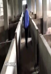 养猪户们注意了，这个方法可以繁殖量，你不学就是少赚钱！