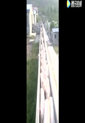 听说这样养猪效果好，不知是真是假！