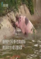 沈阳男子养猪养出新花样 天天逼“二师兄”跳水锻炼的