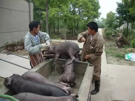 42户养猪人被一张白纸骗走了73万！现在养猪容易吗？啊？！