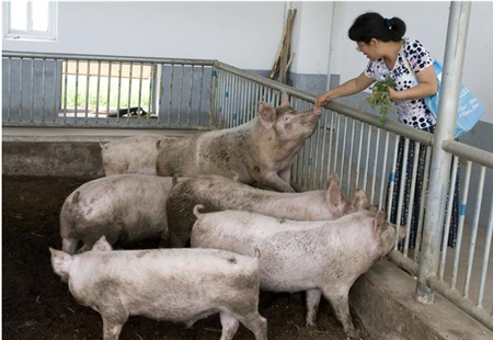 饲料价格下降，生猪价格上涨，养猪户们的好日子来了