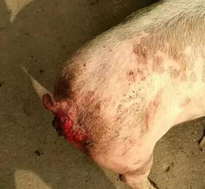 猪脱肛手术复位时，外露部分可以切除吗?