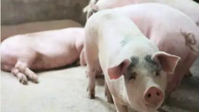 一位养猪大户与“猪周期”的相爱相杀：每月亏10万元，现在不想单干了