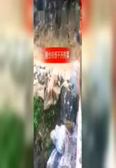 你见过猪自杀的吗这下真变成滚山猪了...