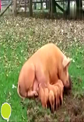 猪妈妈喂猪宝宝，搞笑的一幕被拍了下来...