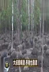 致富经：独特的养猪方式，年收入上千万，用的方法就是牛！