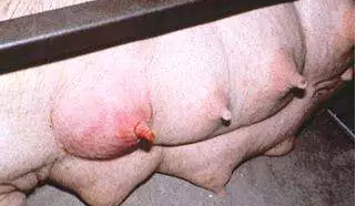 母猪乳房炎，小猪饿得嗷嗷叫，怎么办？